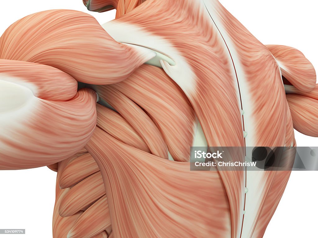 Human anatomy shoulder and back. 3d illustration. Muscular Build Stock Photo