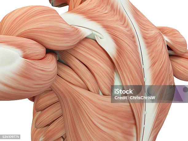 Human Anatomy Shoulder And Back 3d Illustration Stock Photo - Download Image Now - Muscular Build, Anatomy, Human Muscle