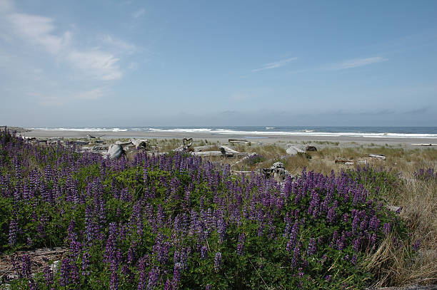 istock Coastline of Oregon 534110518