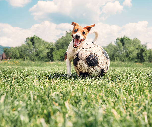 istock Jack Russell Terrier play with big old ball 534110662