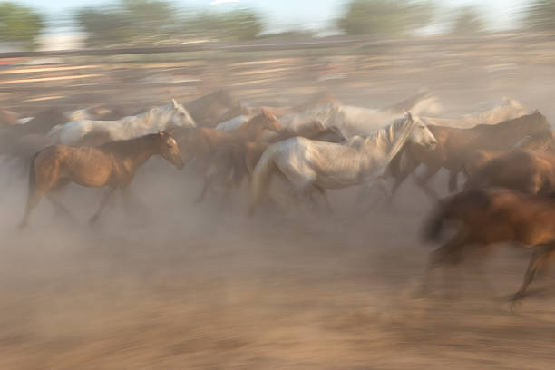istock Blurred image without focus herd of horses. 534110722