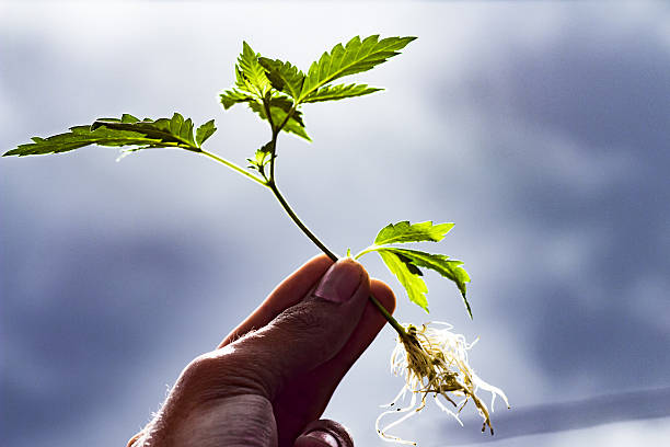 marijuana clone - clonazione foto e immagini stock