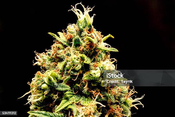 Konsekvenser væbner Fabel One Bud Away Stock Photo - Download Image Now - Cannabis Plant, Plant  Trichome, Macrophotography - iStock