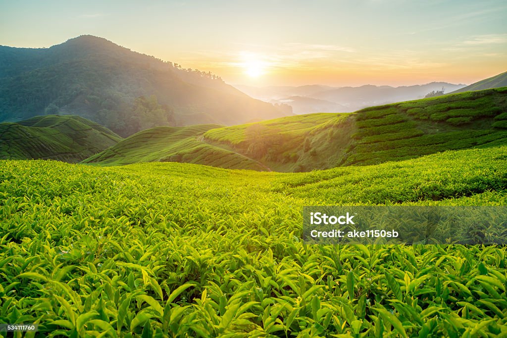 Tea plantation in Cameron highlands, Malaysia Tea Crop Stock Photo