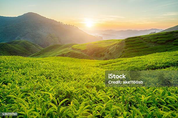 Tea Plantation In Cameron Highlands Malaysia Stock Photo - Download Image Now - Tea Crop, Tea - Hot Drink, Plantation
