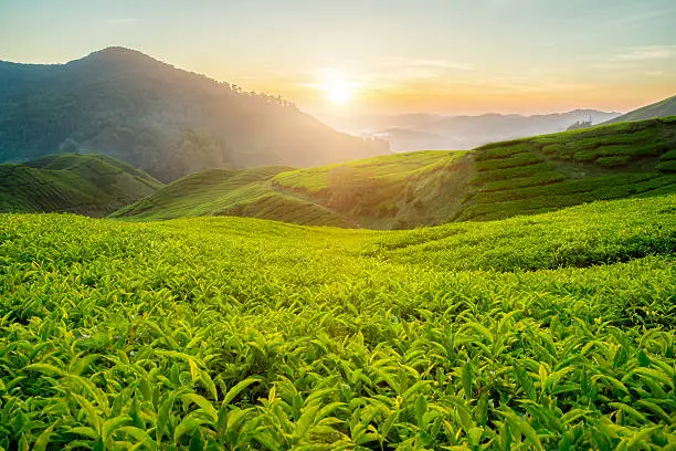 Photo of Tea plantation in Cameron highlands, Malaysia