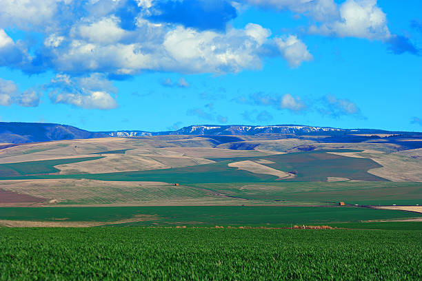 walla walla région terres agricoles - blue mountains national park photos et images de collection