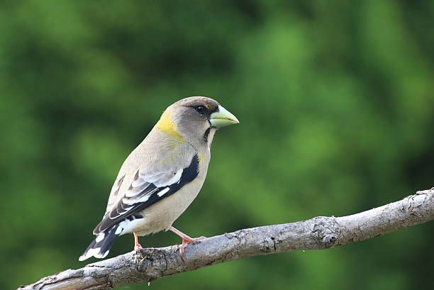 Female Evening Grosbeak perching on a branch, beautiful song bird, Victoria, B.C., Canada