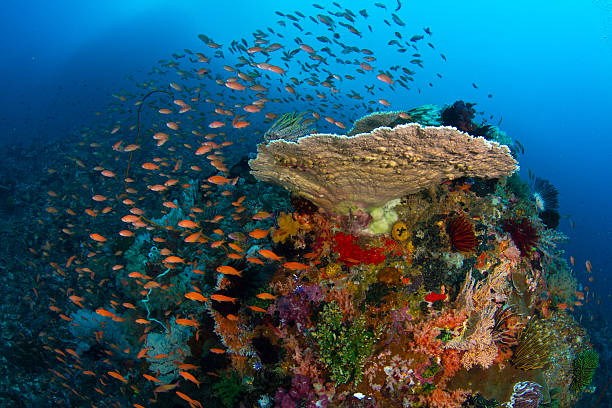istock Colorful Reef fish and Coral Reef 534114378