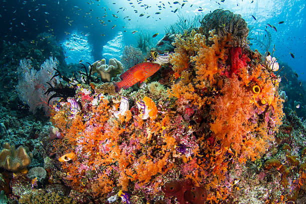 istock Colorful Reef Scene In Raja Ampat 534114538