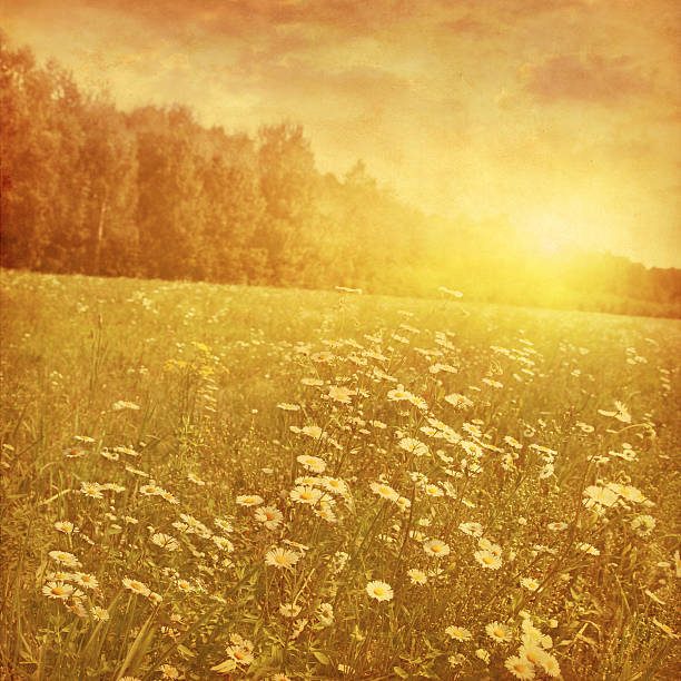 istock Grunge image of daisy field at sunset. 534116064