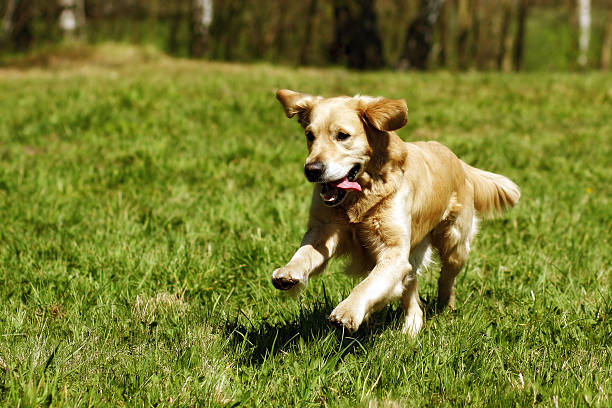 istock Happy dog Golden Retriever jumps 534117496