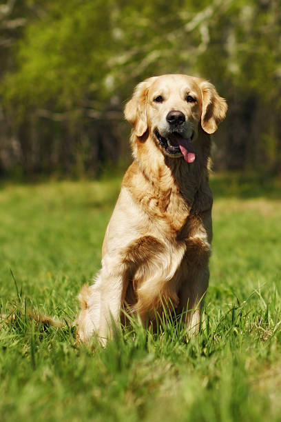 istock happy dog Golden Retriever 534117516