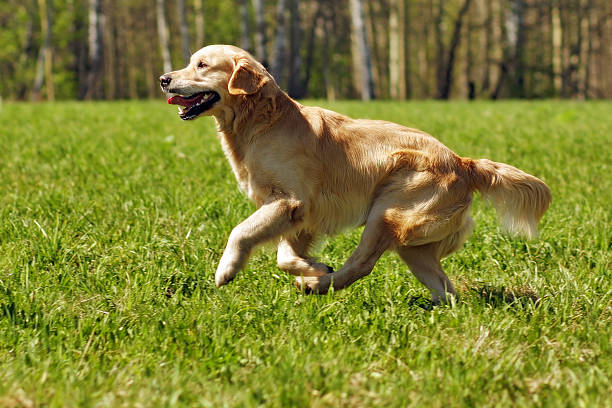 istock happy dog Golden Retriever runs 534117630