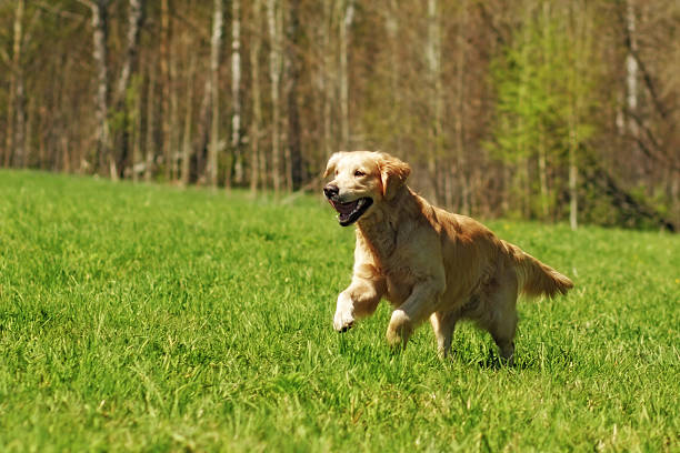 happy dog Golden Retriever with joy quickly runs across the grass