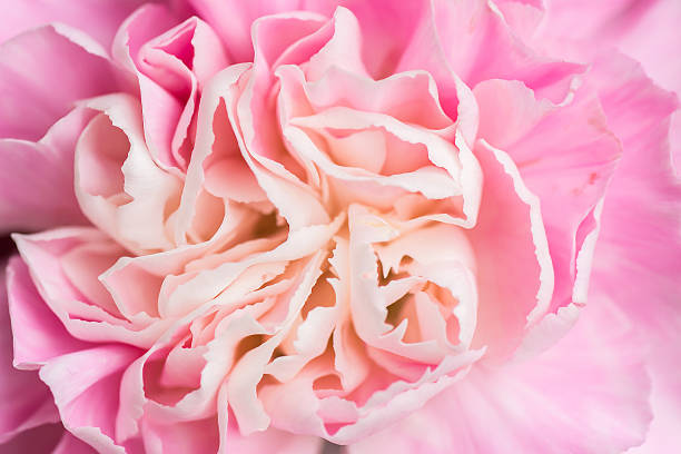 istock Macro of pink flower: shallow depth of field. 534118286