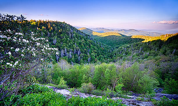 frühling am scenic blue ridge parkway appalachians smoky mount - mount mitchell stock-fotos und bilder