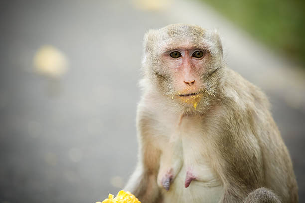 Monkey sits and eats corn. stock photo