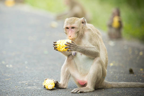 Monkey sits and eats corn. stock photo