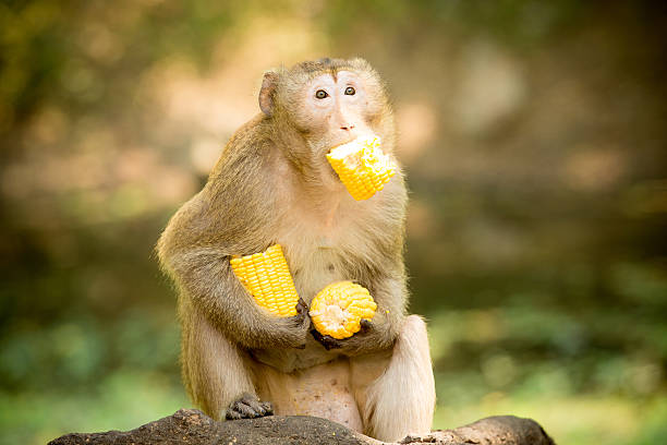 Monkey sits and eats corn. stock photo