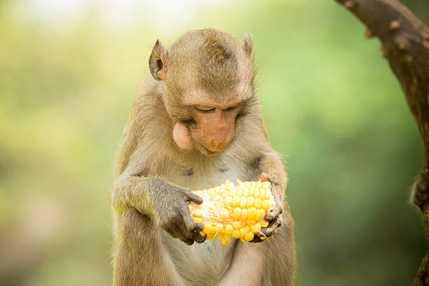 Monkey sits and eats corn. stock photo
