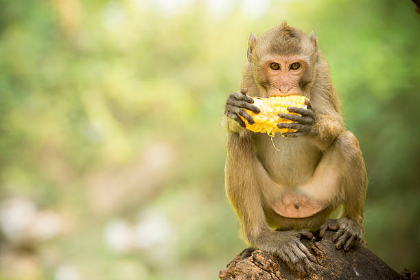 Monkey sits and eats corn. stock photo