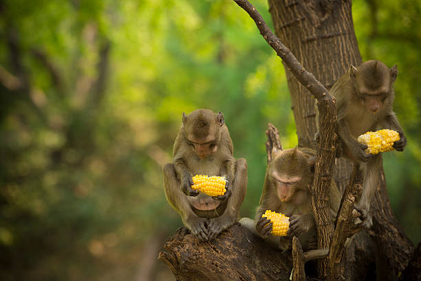 Monkey sits and eats corn. stock photo