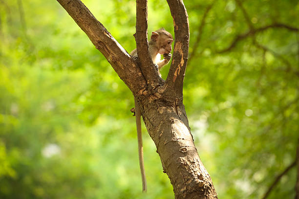 Monkey on the tree. stock photo