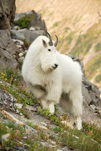 a Mountain Goat stands near the High Line Trail in Glacier National Park, Montana