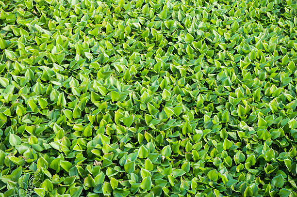 istock water hyacinth plant 534122900