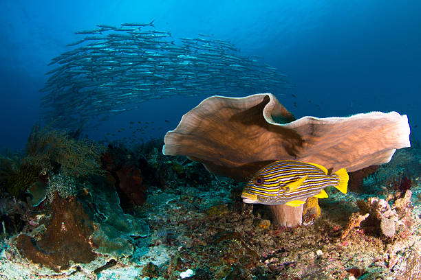 istock School of Barracuda Above a Coral Reef 534123432