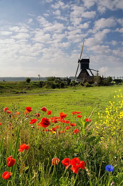 Fieldflowers in front of the Wingerdse mill near Oud-Alblas in the Dutch region Alblasserwaard
