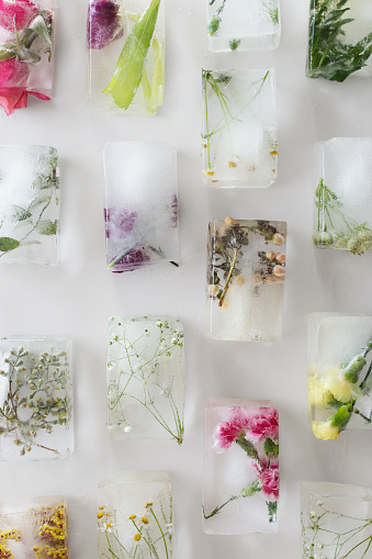 Flowers frozen into ice blocks laid out in lines on a white table. 