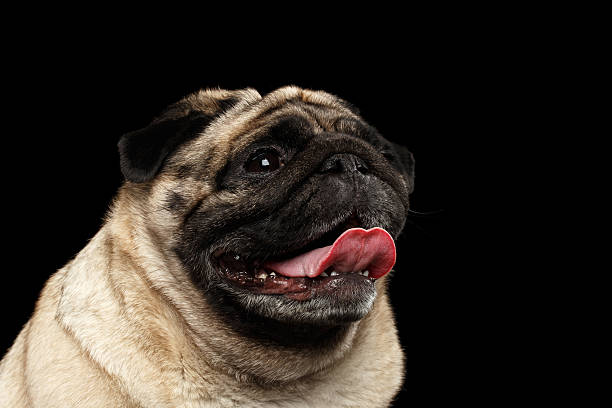 istock Closeup Happy Pug Dog Curious Looking up, Black Isolated Background 534126638