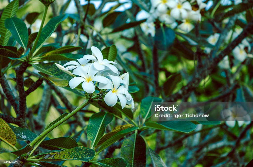Photo libre de droit de Gardenia Taitensis Branche De La Fleur Blanche De  Ilas banque d'images et plus d'images libres de droit de Fleur de tiaré -  iStock