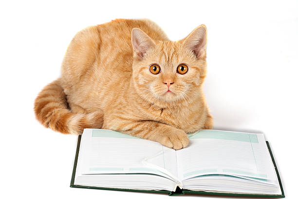 istock Red cat is wearing glasses lying on the book 534126832