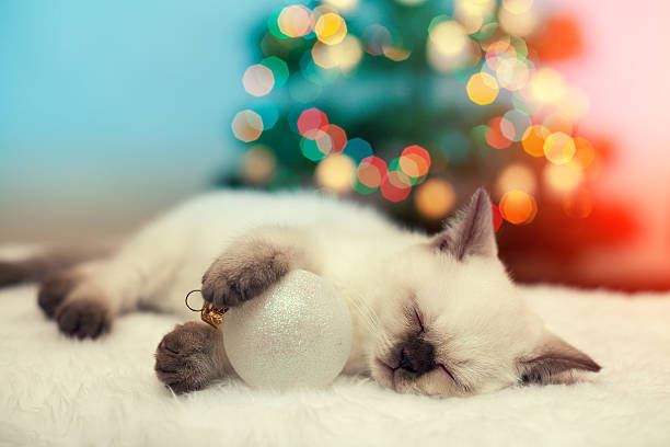 istock Little kitten sleeping against christmas tree with lights 534128174