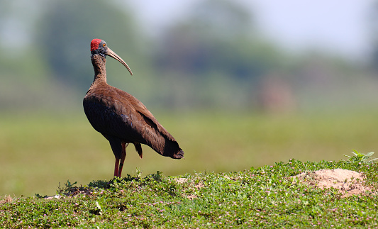 Red-naped ibisThe red-naped ibis also known as the Indian black ibis or black ibis is a species of ibis found in the plains of the Indian Subcontinent.