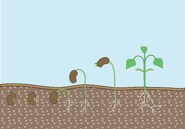 ilustraciones, imágenes clip art, dibujos animados e iconos de stock de semilla de planta - endosperm