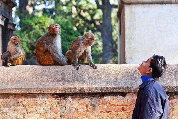 Young Nepalese Man Teasing Monkeys Stock Photo - Download Image Now - 2015, Adult, Aggression - iStock Young Nepalese Man Teasing Monkeys Stock Photo - Download Image Now - 2015, Adult, Aggression - iStock