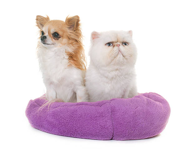 istock white persian cat and chihuahua 534129416