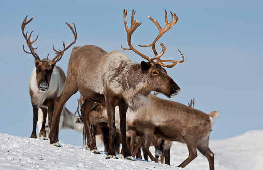 Caribou group on pastures in the mountains of Kamchatka in Russia