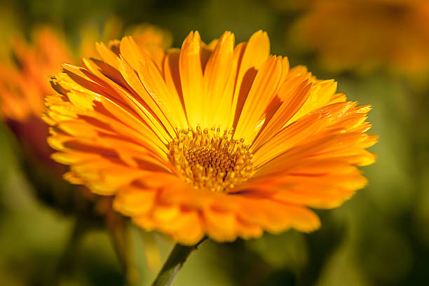 istock yellow/ orange flower in macro 534129603