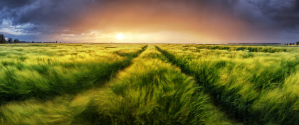 tempesta e luce su prato, paesaggio panorama - storm wheat storm cloud rain foto e immagini stock