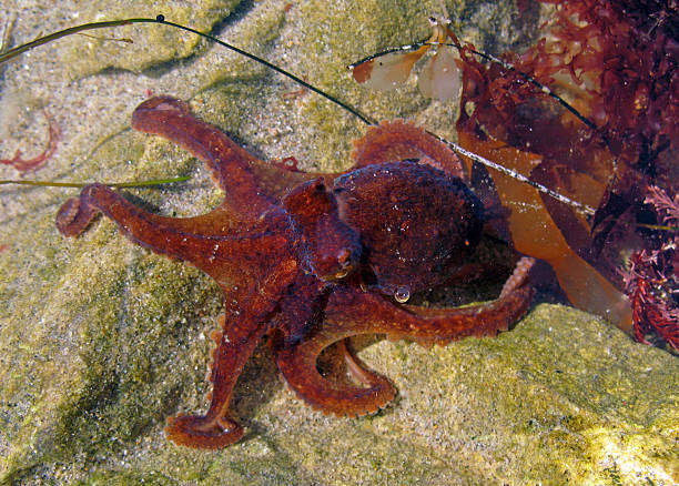 polpo rubescens, polpo rubescens - red octopus foto e immagini stock