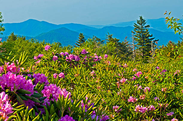 istock Rhododendron in bloom on Roan Mountains. 534130715