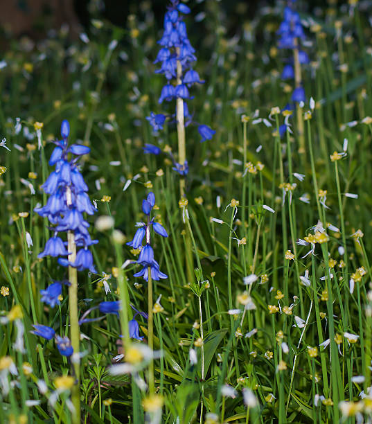 wildblumen - caulis stock-fotos und bilder