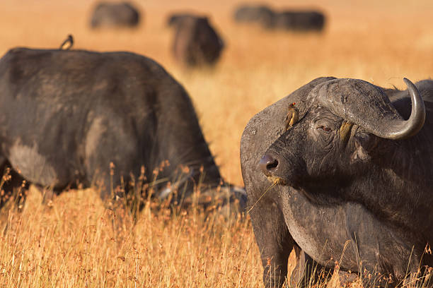 istock Buffalo in Masai Mara 534130766
