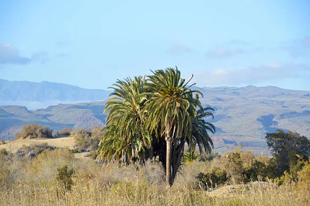 Mountains at the Coast of Maspalomas, Gran Canaria (Spain) 