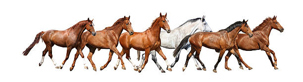 istock Herd of wild horses running free on white background 534130921